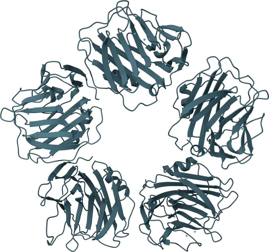 C-Reactive Protein (CRP) Rapid Test