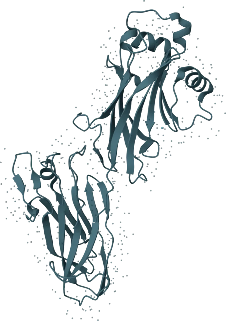 Streptococcus pyogenes Group A (Strep A) Rapid Test